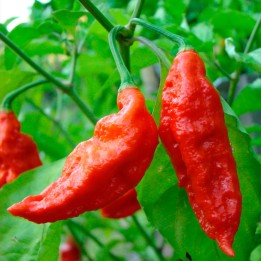 Hot pepper, Bhut Jolokia - Seeds