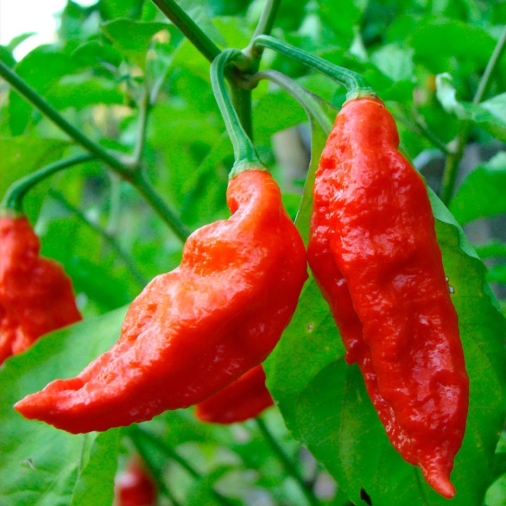 Hot pepper, Bhut Jolokia - Seeds