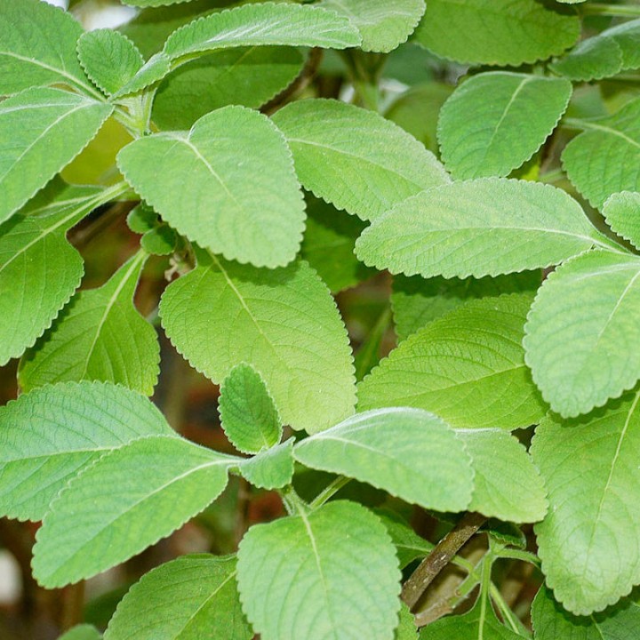 Boldo - Plant