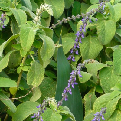 Boldo - 1 plant