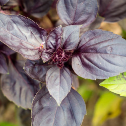 albahaca morada planta