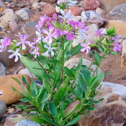 Soapwort - 1 plant