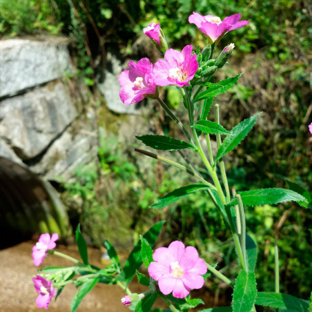 epilobium hirsutum semillas