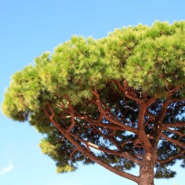 Stone pine - Plant