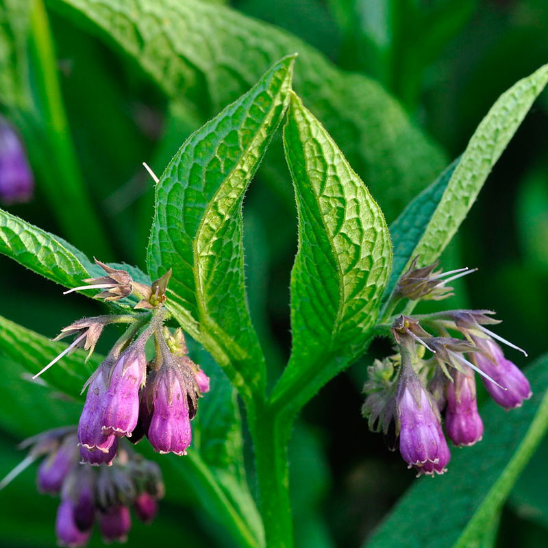 comfrey plant