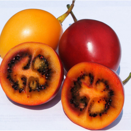 plantas de tamarillo