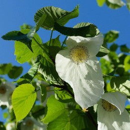 Dove tree - Seeds