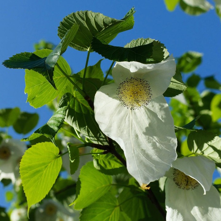 Dove tree - Seeds