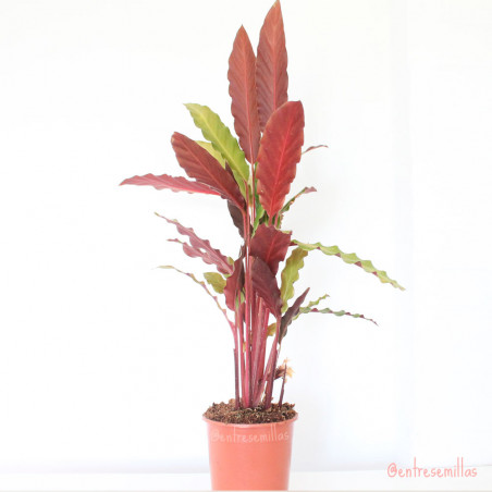 Calathea - 1 plant