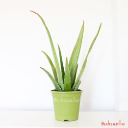 Aloe vera - 1 Plant