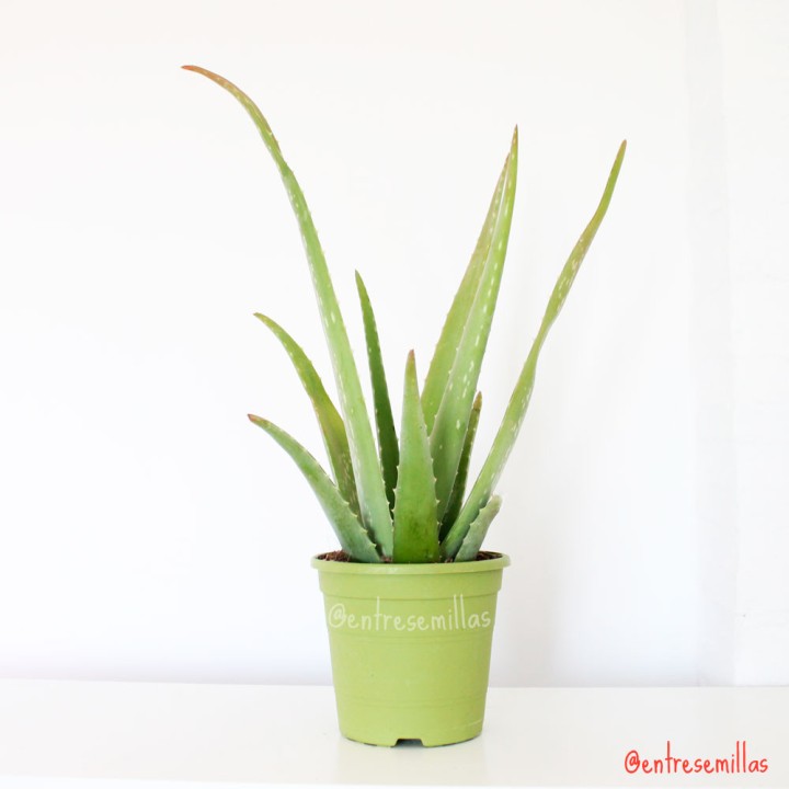 Aloe vera - 1 Plant
