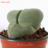 NELIII PLEIOSPILOS - 1 PLANT