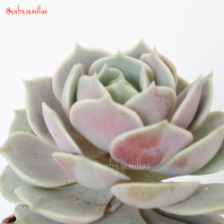 Echeveria Lola en maceta roseta