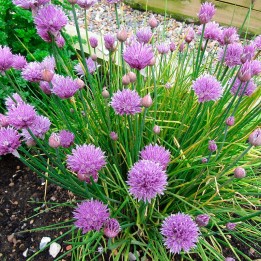 Chives - Plant