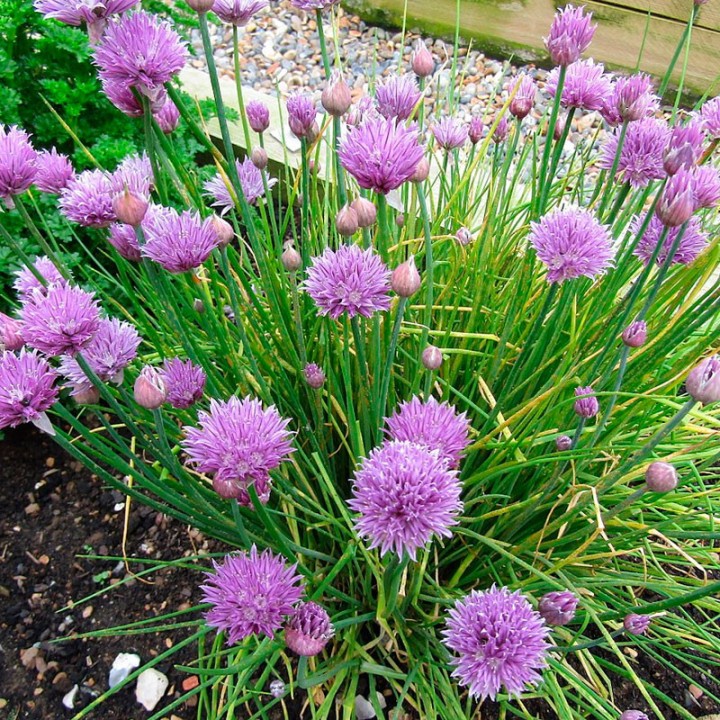 Chives - Plant