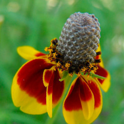 Sombrero mexicano Ratibida columnifera semillas