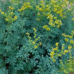 Rue - 1 plant