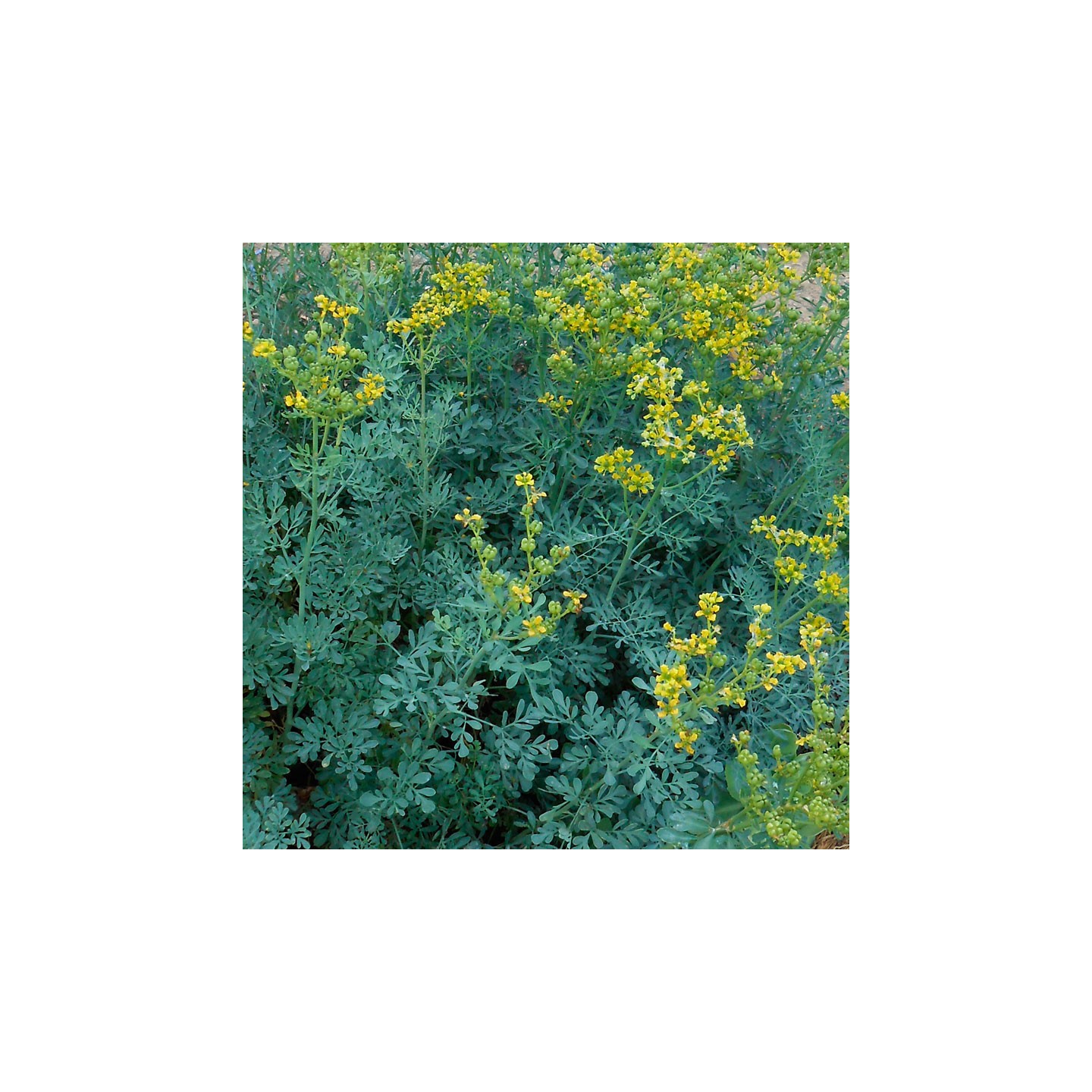 RUDA - 1 PLANT
