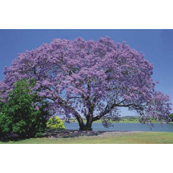 Jacaranda