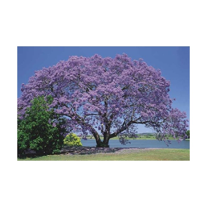 Jacaranda