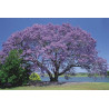 Jacaranda