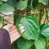 planta de pimienta negra