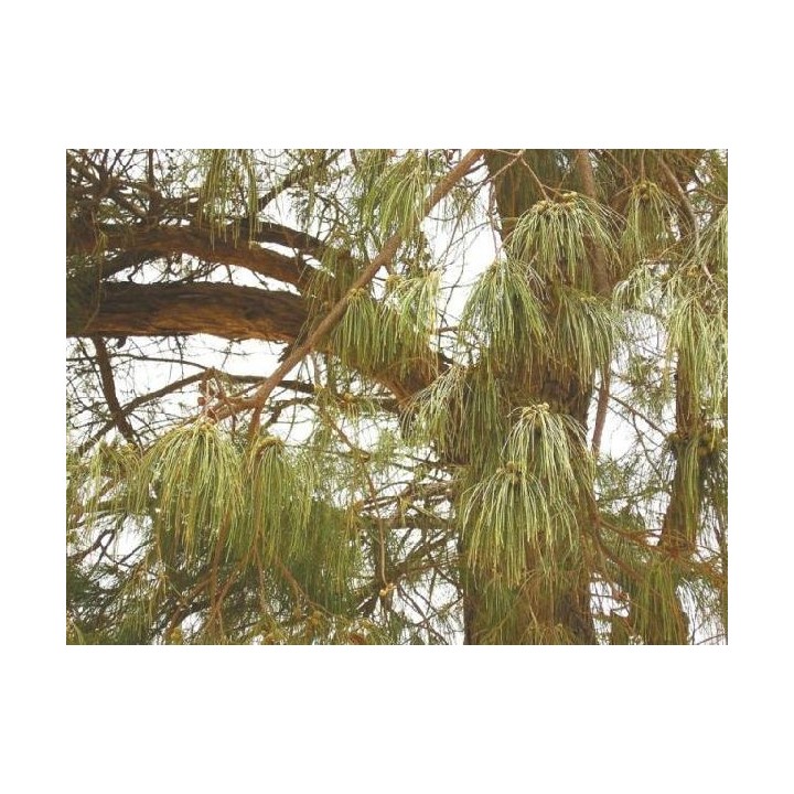 Casuarina / Pino australiano