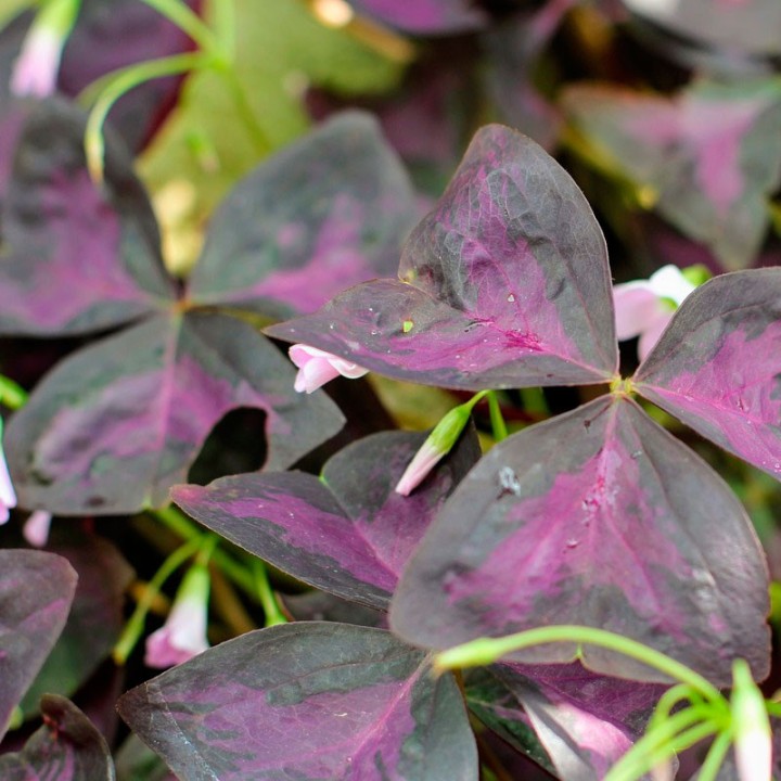 Purple shamrock
