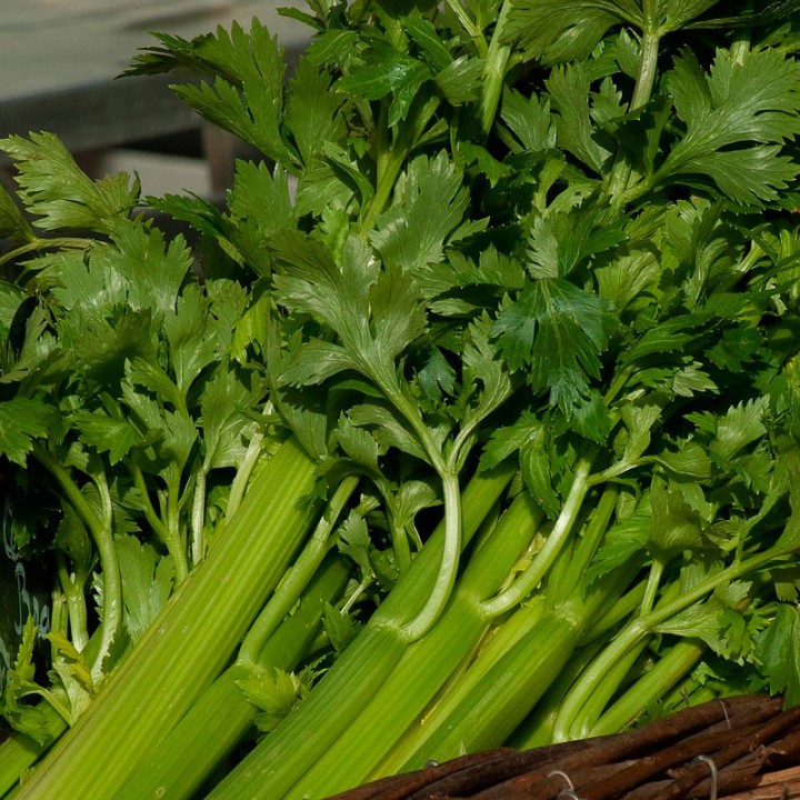 Celery - Seeds