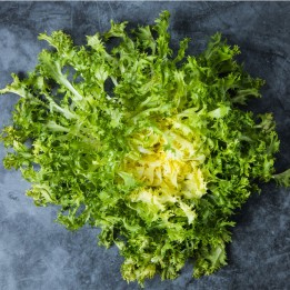 Endive, Frisée - Seeds