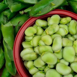Broad beans, Muchamiel - Seeds