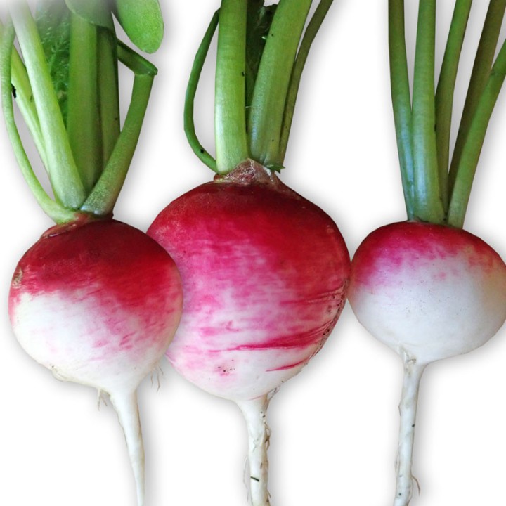 Radish, Round red with white tip - Seeds