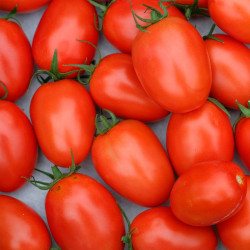 tomate roma semillas
