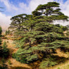 cedrus atlantica semillas de piñas