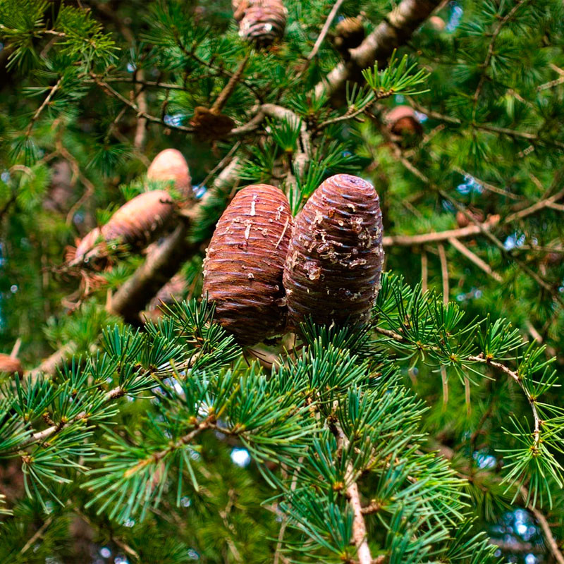 cedar atlas seeds