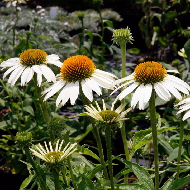 Purple coneflower, White seeds