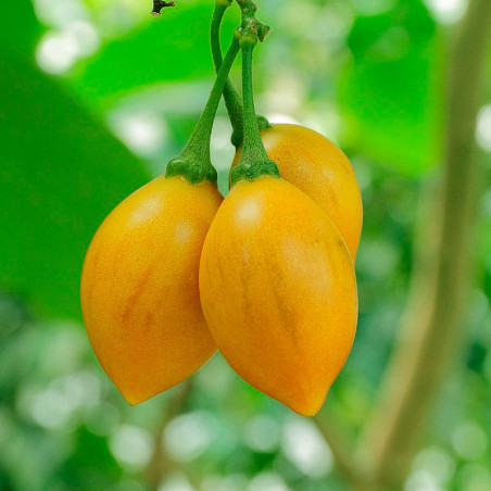 semillas de tamarillo amarillo