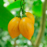 Tamarillo, Yellow - 10 seeds