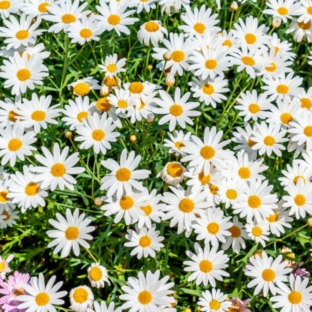 Daisy or marguerite - 350 seeds