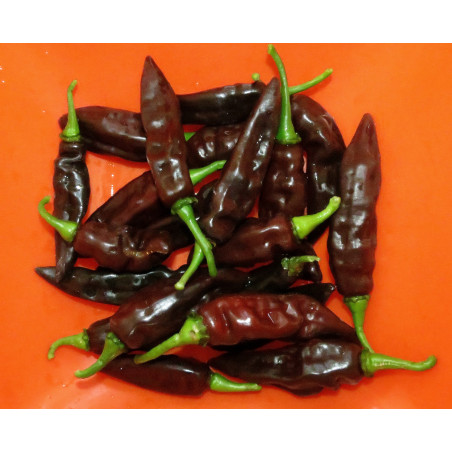 pimiento fatalii brown semillas