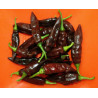 pimiento fatalii brown semillas