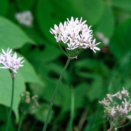 Chinese chives - Seeds