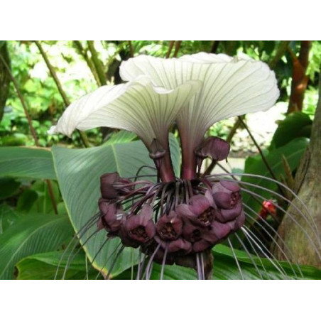 Tacca integrifolia