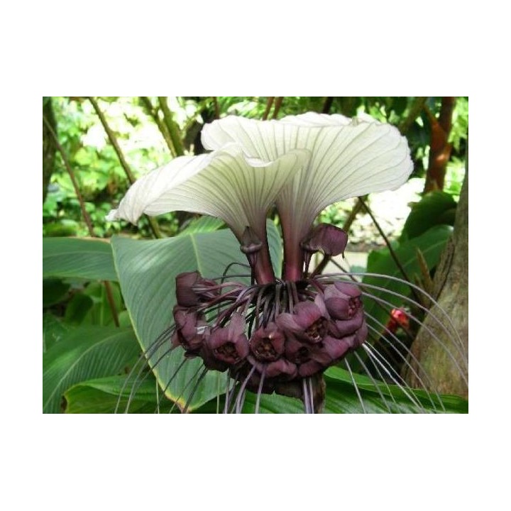 Tacca integrifolia