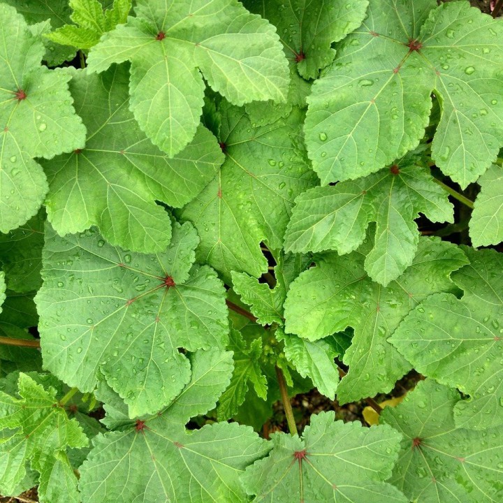 Okra - 20 seeds