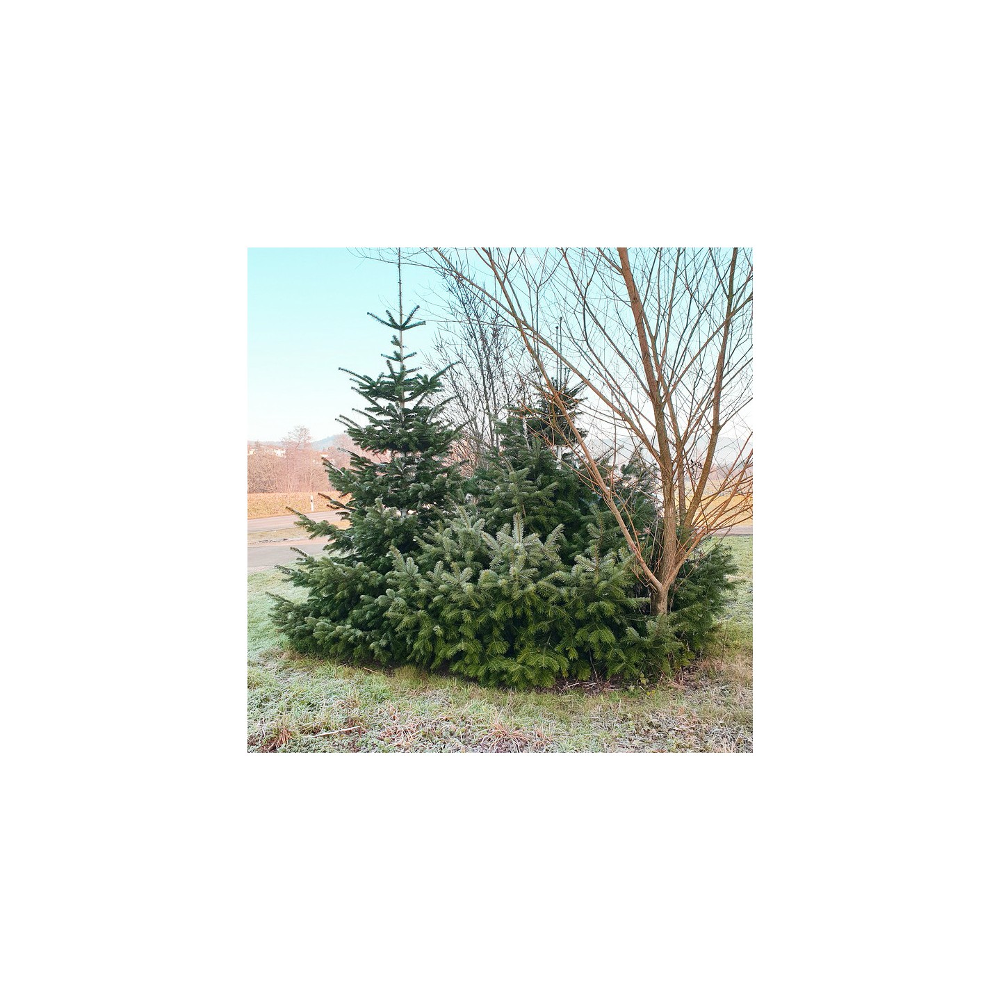 Abies nordmanniana Seeds | Hardy Christmas Tree Fir