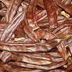 Carob - 10 seeds