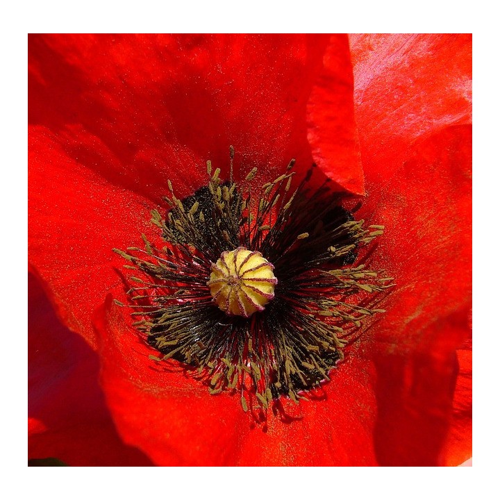 Papaver rhoeas amapola roja semillas