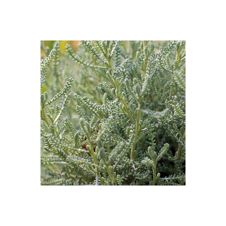 Cotton Lavender - 400 seeds