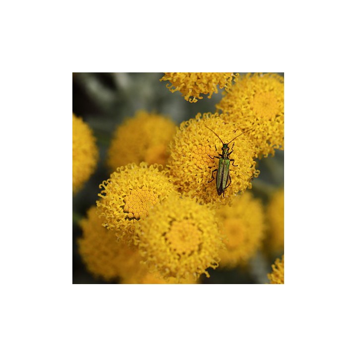 Cotton Lavender - 400 seeds
